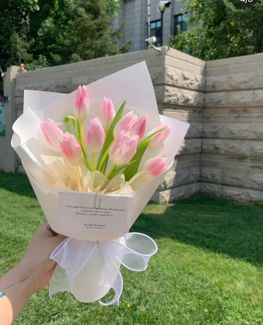 Hoa Tulip Tone Hồng Hàn Quốc Thanh Lịch
