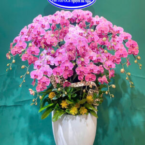 Chậu Lan Hồ Điệp Hồng Đẳng Cấp Tặng Doanh Nghiệp