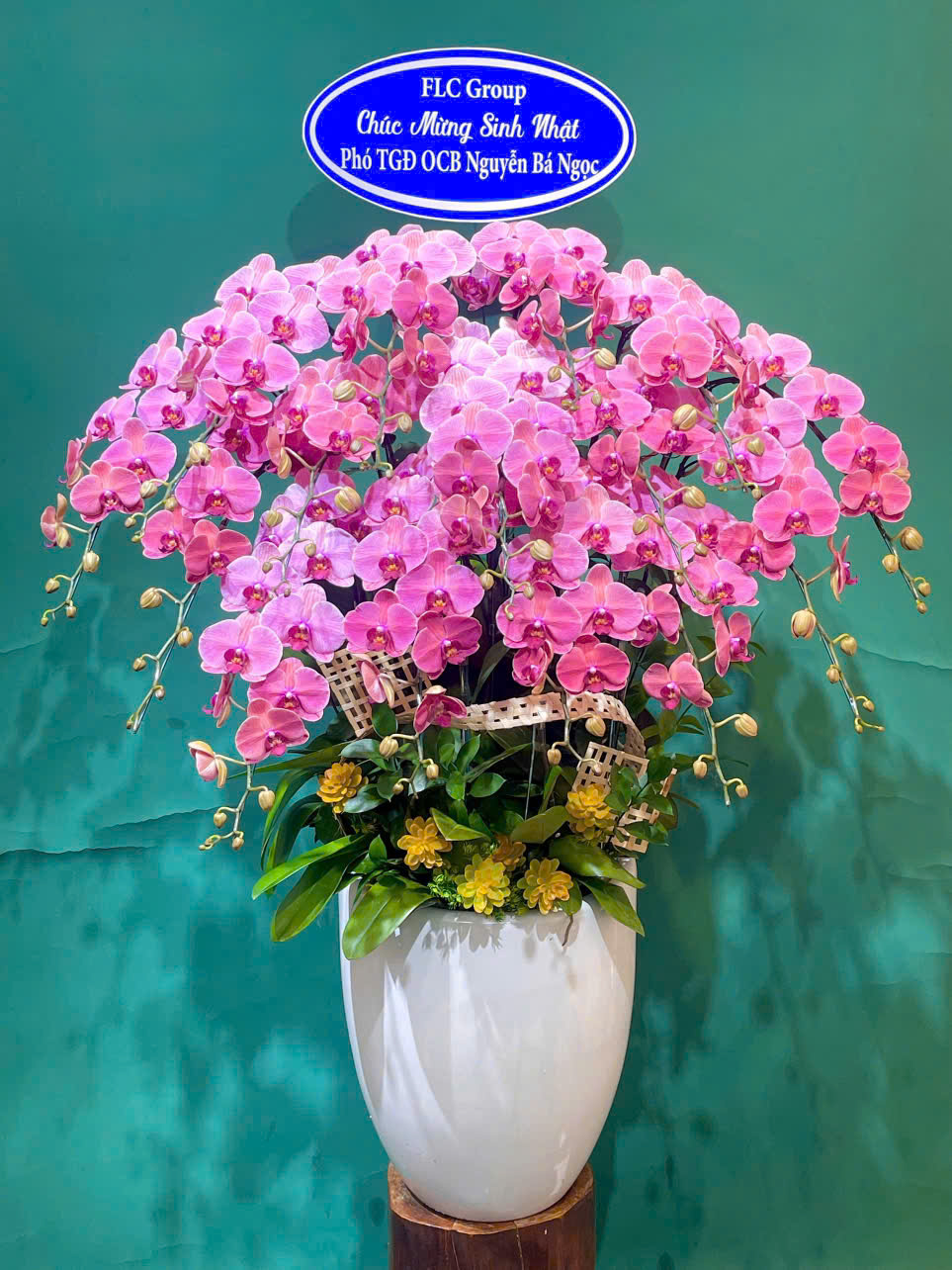Chậu Lan Hồ Điệp Hồng Đẳng Cấp Tặng Doanh Nghiệp